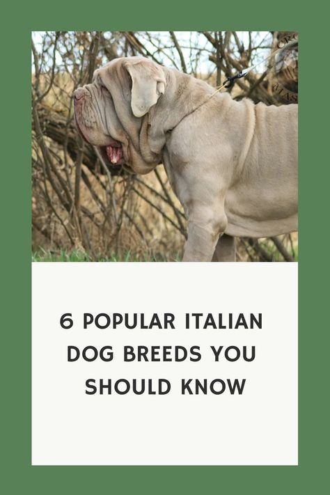 Among the many Italian dog breeds, there are working dogs who herd and defend animals and hunters and watchdogs. Working Dog Breeds, Bolognese Dog, Italian Dogs, Herding Dogs Breeds, Maremma Sheepdog, Cane Corso Dog, Dogs Breeds, Working Dog, Therapy Animals