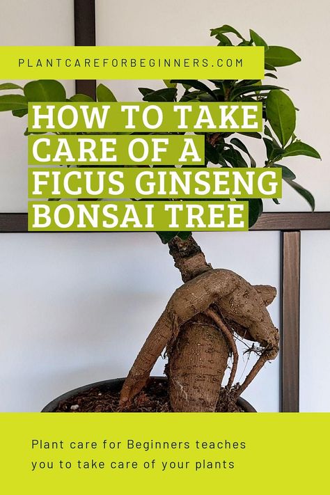 In this plant care guide, we're going to look at how you can take care of a Ficus Ginseng, an indoor Bonsai Tree. A lot of Bonsai Trees grow outside, but a select few trees also do well indoors, like the Ficus Ginseng. We'll look at all the basics on how to help your Ficus thrive in your house! Ginseng Ficus Bonsai, Ginseng Ficus, Ginseng Bonsai, Ficus Ginseng Bonsai, Ginseng Plant, Ficus Bonsai Tree, Ficus Ginseng, Bonsai Pruning, Bonsai Ficus