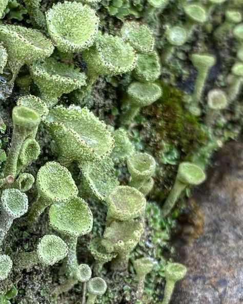 Moss Tattoo, Pixie Cup Lichen, The Pixies, Micro Garden, Green Gardens, Nerve Pain Relief, Symbiotic Relationships, Morning Dew, Forest Floor