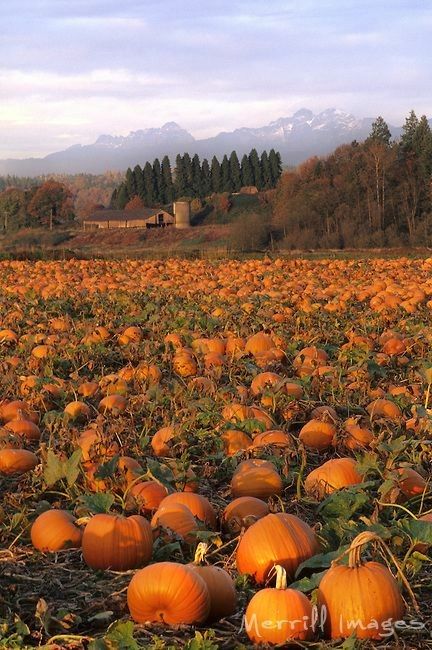 Barn Aesthetic, October Country, Farm Living, Pumpkin Farm, Cascade Mountains, Autumn Scenery, Fabulous Fall, Fall Is Here, Autumn Beauty