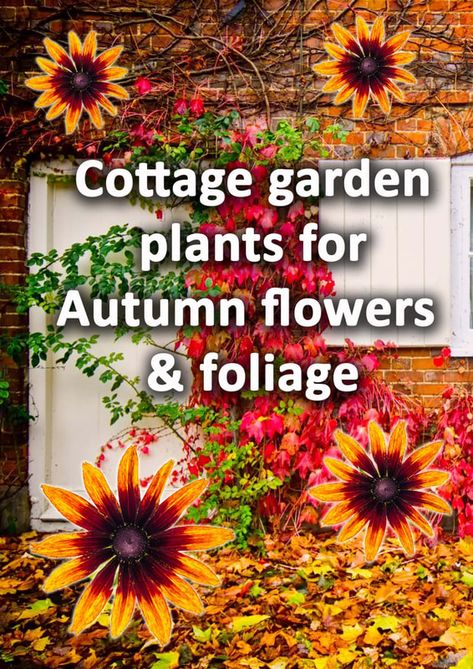 Front Garden Landscaping, Plants With Flowers, Cosy Places, Autumn Flowering Plants, North California, Cottage Garden Borders, Small Flowering Plants, Garden Front Of House, Plants Uk