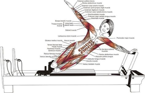 Pilates Anatomy, Pilates Reformer Exercises, Pilates Mat, Joseph Pilates, Pilates Training, Muscle Anatomy, Sup Yoga, Pilates Instructor, Mat Pilates