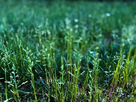 Kentucky bluegrass (Poa pratensis) is popular in Northern lawns and has distinct pros and cons. Learn how to plant and care for it. Lawn Grass Types, Lawn Care Diy, Grass Seed Types, Planting Grass Seed, Best Grass Seed, No Mow Grass, Plant Classification, Planting Grass, Bermuda Grass