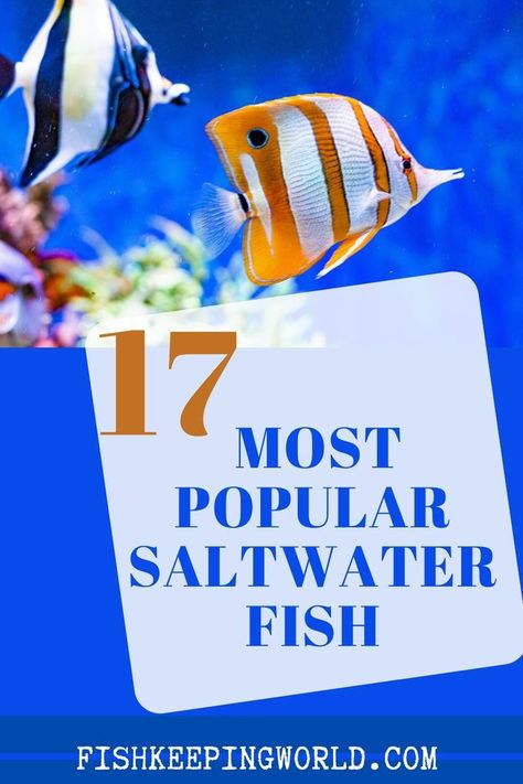 Saltwater Aquarium Beginner, Best Aquarium Fish, Saltwater Aquarium Fish, Fish Keeping, Saltwater Fish Tanks, Fish Breeding, Fishing For Beginners, Salt Water Fish, Saltwater Fish