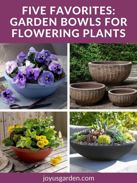 Short Planter Ideas, Plants For Low Bowl Planters, Shallow Round Planter Ideas, Planter Bowl Ideas, Low Planters Bowl, Garden Bowl Planter, Shallow Bowl Planter Ideas, Large Round Planters Outdoor, Shallow Planter Ideas Outdoor