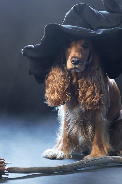 Witch Animal, Witchy Names, Top Dog Names, Witch Dog, Witch Names, K9 Training, Female Names, Witchy Things, New Dog