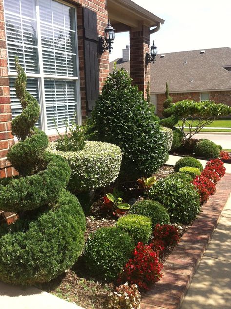 Spiral Juniper Landscape, Conifers Garden, Spiral Tree, Topiary Plants, Edging Ideas, Topiaries, Front Yard Garden, House Landscape, Front Yard Landscaping Design