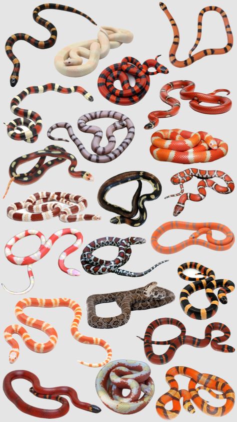 milk snake Pencil Art For Beginners, California King Snake, Milk Snake, Pretty Snakes, Crested Gecko, Snake Eyes, Ball Python, Dream Baby, Silly Animals