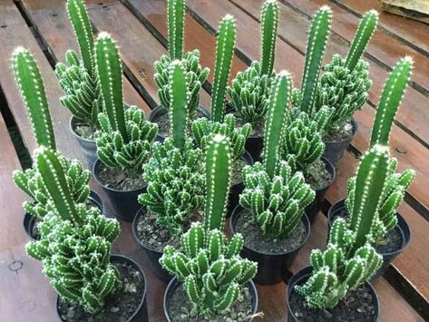 Fairy Castle Cactus, or Acanthocereus tetragonus, is a columnar cactus native to the southern United States, Mexico, Central America, and the Caribbean. Indoor Cactus Garden, Indoor Cactus Plants, Fairy Castle Cactus, How To Grow Cactus, Kaktus Dan Sukulen, Indoor Cactus, Cactus Care, نباتات منزلية, Fairy Castle