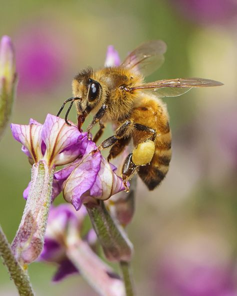 Bee Artwork, Bee Pictures, Bee Painting, I Love Bees, Bee Photo, Bees And Wasps, Macro Flower, Bee On Flower, Beautiful Bugs