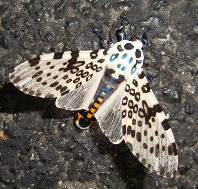 Giant Leopard Moth | DUSK WINGS: Giant Leopard Moth - caterpillar to pupa to adult Imperial Moth, Giant Leopard Moth, Leopard Moth, Weird Insects, Colorful Moths, Moth Caterpillar, Butterfly Species, Cool Bugs, Beautiful Bugs