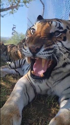 Unlikely Animal Friends Videos, Tiger Sound, Types Of Tigers, Wild Life Videos, Tiger Video, Wild Animals Videos, Lions And Tigers, Cute Tiger, Tiger Pictures