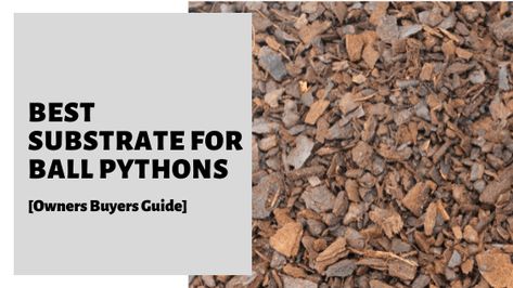 Are you looking for the Best Substrate For Ball Pythons? Discover the Top 5 options available and a handy Buyers Guide to ensure you get the right one. #ballpython #snakes #snake #petsnake Snake Information, Pet Snake, Buyers Guide, Ball Python, Python, How To Dry Basil