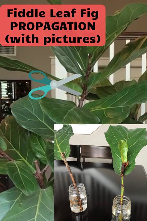 Fiddle Leaf Fig Bonsai, Fiddle Leaf Propagation In Water, Propagating Fig Cuttings, Fig Tree Propagation, Fiddle Leaf Fig Plant Care, Fiddle Leaf Fig Care Tips, How To Care For A Fiddle Leaf Plant, Best Pot For Fiddle Leaf Tree, How To Propagate Fiddle Leaf Tree