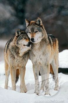 Jimin Fanfiction, Geri And Freki, Wolf Mates, Wolf Poses, Wolf World, Wolf Photos, Wolf Spirit Animal, Timber Wolf, Wolf Love