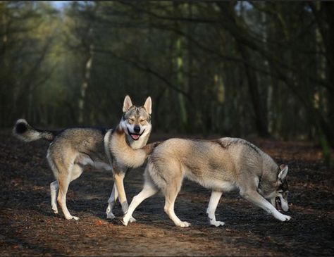 Utonagan Dog, Tamaskan Dog, Northern Inuit Dog, Best Pet Birds, Dog Crossbreeds, Bird Dogs, Best Dog Breeds, Rare Breed, Wolf Dog