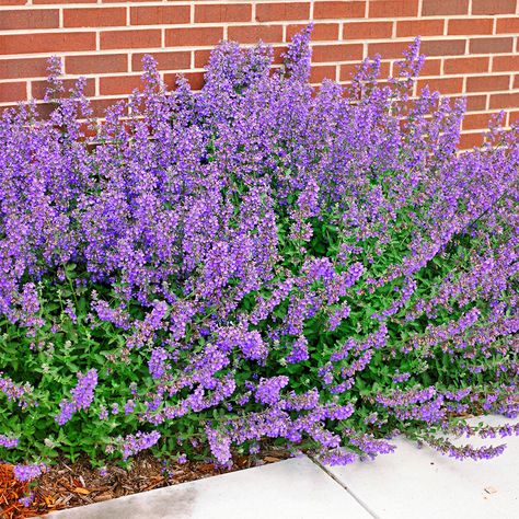 spikes-walkers-low-catmint-d85d1e93 Perennials Flowers, Best Perennials, Meteor Garden 2018, Winter Plants, Have Inspiration, Summer Plants, Hardy Perennials, Perennial Garden, Flowers Perennials