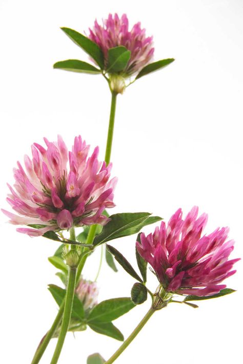 Red clover (Trifolium pratense), close-up - 00434CS-U - Dieter Heinemann/Westend61 Nordic Flowers, Clover Plant, Garden Tattoos, Clover Tattoos, Red Clover, Clover Flower, Watercolor Flower Art, Botanical Wall Art, Botanical Illustration