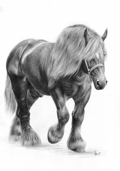 Horse Sketch Art, Equine Art Pencil Drawings, Animal Pencil Drawings, Horse Pencil Drawing, Horse Tattoo Design, Horse Art Drawing, Horses Art, Pencil Drawings Of Animals, Horse Sketch