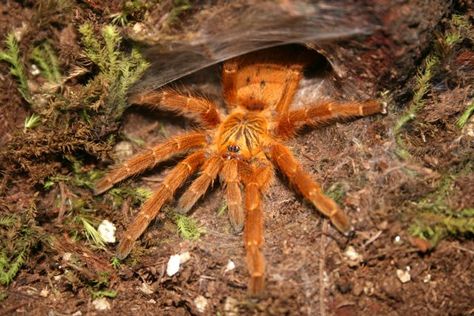 Togo Starburst Baboon Tarantula, Orange Baboon Tarantula, Mexican Red Knee Tarantula, Gooty Sapphire Ornamental Tarantula, Goliath Bird Eater Tarantula, Spiders And Snakes, Orange Spider, Beetle Insect, Cute Hamsters