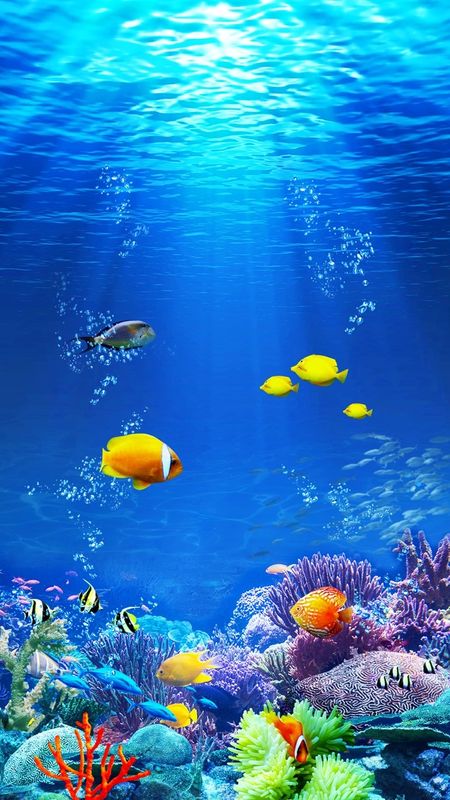 Ocean Life Photography, Aquarium Live Wallpaper, Live Fish Wallpaper, Underwater Wallpaper, Fish Background, Underwater Images, Underwater Painting, Underwater Scene, Frutiger Aero