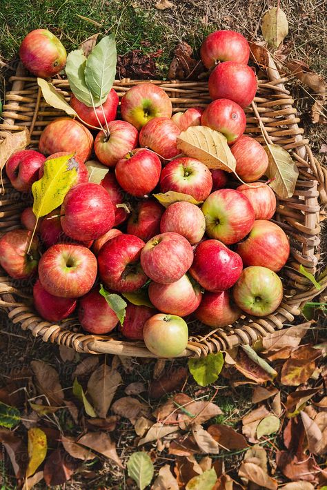 Home Fruit Garden, Fruit Aesthetic, Garden Fruit, Fruit Picking, Apple Varieties, Aesthetic Garden, Garden Aesthetic, Fall Apples, Bountiful Harvest