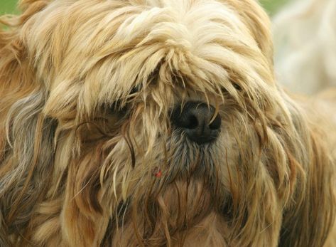 This is a guide about removing mats and tangles from a dog's coat. A long haired dog requires regular grooming. Keeping knots out of their hair can be a challenge. Matted Dog Hair, Yorkie Hairstyles, Dog Crying, Matted Hair, Long Haired Dogs, Dog Grooming Tips, Yorkie Puppy, Dog Mat, Dogs Of The World