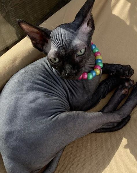 Cats Without Hair, Sphynx Cat In Clothes, Sphinx Cat In Sweater, Black Sphynx Cat Aesthetic, Sphynx Cat Hissing, Sphynx Cat With Wig, Aqua Eyes, Cats Breeds, Sphynx Cats