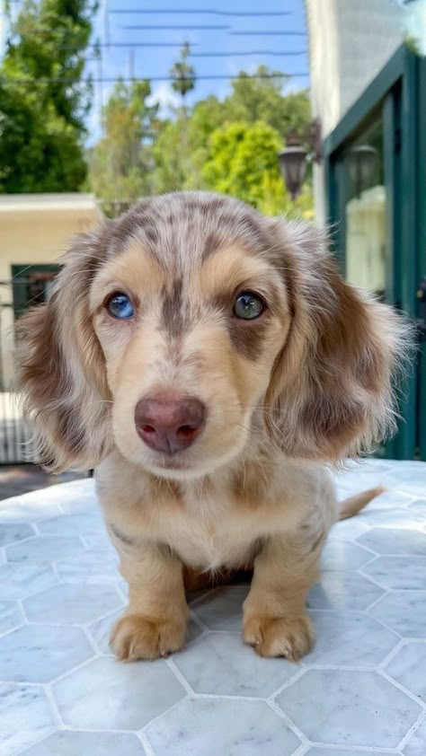 Weiner Dog Puppies, Daschund Puppies, Dogs Images, Very Cute Puppies, Cute Dogs Images, Dapple Dachshund, Doxie Dogs, Cute Animals Puppies, Very Cute Dogs