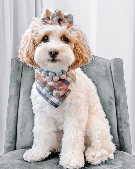 Girl Dog Accessories, Girl Dog Bandana, Handmade Dog Accessories, Mini Goldendoodle Puppies, Bandana Girl, Boho Dog, Pretty Poodles, Dog Bandanna, Bandana Bow