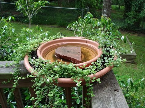 Birds And Bees, Bee Friendly Garden, Bird Bath Garden, Bee Garden, Wildlife Gardening, Have Inspiration, Pollinator Garden, Butterfly Garden, Garden Crafts