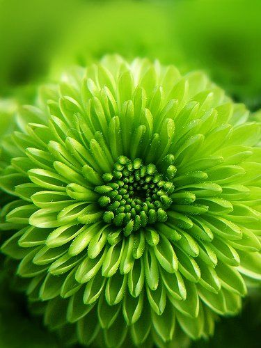 Dahlia Green Dahlia, Purple Dahlia, Green Things, Mean Green, Simple Green, Green Nature, Green Flower, Green Life, Green Button