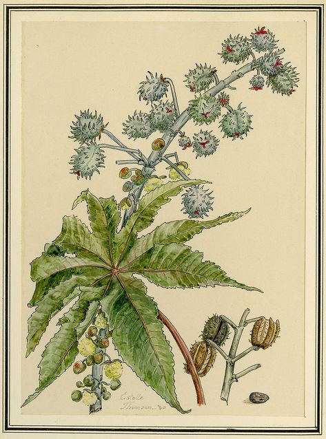 Botanical Drawing of Castor Oil Plant (Ricinus Communis) Castor Oil Plant, Castor Bean Plant, Castor Bean, Castor Oil Packs, Bean Plant, Botanical Drawing, Ornamental Plants, Oil Plant, Botanical Drawings