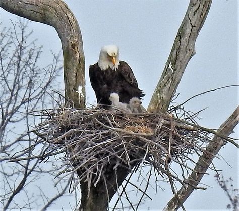 Grandpa Painting, Eagle Statue, Eagle Nest, Eagle Art, Bald Eagles, Birds Of Prey, Kids Pictures, Bald Eagle, Eagles