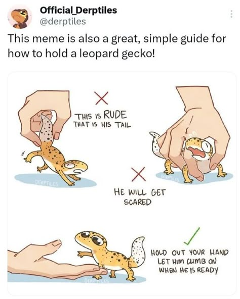 Cute Leopard Gecko Drawing, How To Draw A Gecko, Leopard Gecko Tips, Leopard Gecko Name Ideas, Gecko Videos, Gecko Fursona, Leopard Gecko Art, Leopard Gecko Setup, Gecko Drawing