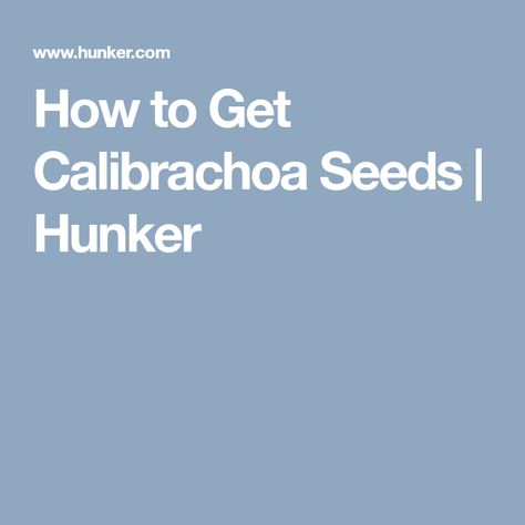 How to Get Calibrachoa Seeds | Hunker Seed Collecting, Sunflower House, Interior Design Trends, Inspired Homes, Backyard Garden, Gardening Tips, Home Design, Flower Garden, Planting Flowers