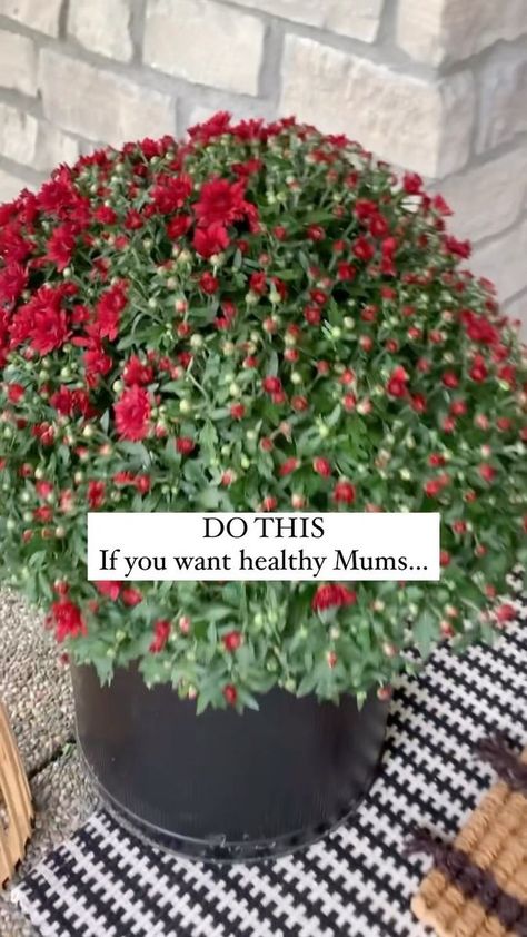 Overwinter Mums In Pots, How To Keep Potted Mums Over Winter, How To Take Care Of Mums In Pots, Soaking Mums In Water, When To Plant Mums For Fall, Propogating Plants, Potted Mums, Planting Mums, Fall Mums