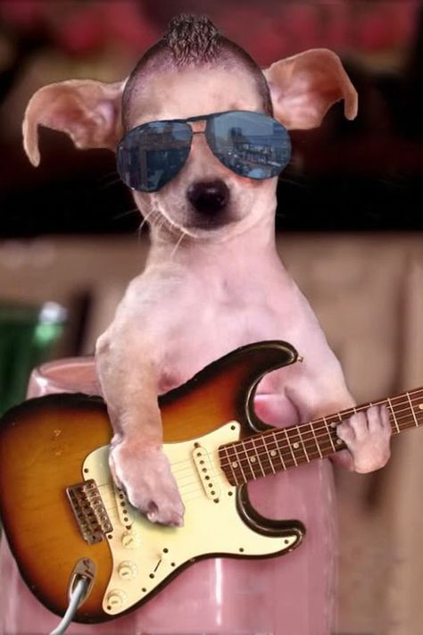 Funny dog playing guitar Holistic Pet Care, Cat Supplements, Natural Pet Food, Guitar Lessons For Beginners, Guitar For Beginners, Silly Pictures, Nature Animals, Dog Photos, Cute Funny Animals