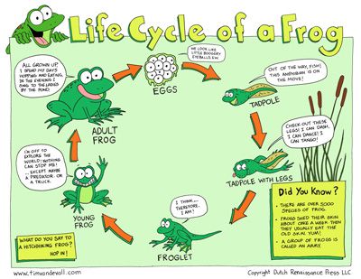 Tadpole Life Cycle, Frog Worksheet, Frog Crafts Preschool, Frog Life Cycle Activities, Life Cycle Worksheet, Frogs For Kids, Frog Printable, Life Cycles Preschool, Life Cycle Of A Frog