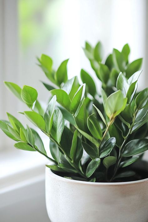 ZZ Plant (Zamioculcas zamiifolia) is a stylish and low-maintenance addition to any home! 🌿🏡 With its glossy, dark green leaves and robust nature, this plant is a delightful blend of beauty and durability. Quick to adapt and bursting with air-purifying benefits, ZZ Plant is perfect for adding a touch of greenery to your indoor space. ! 🌱✨ #ZZPlant #ZamioculcasZamiifolia #IndoorPlants #LowMaintenance #AirPurifying #GreenHome #PlantLover Plant Vegetables, Zamioculcas Zamiifolia, Dark Green Leaves, Zz Plant, Plants Are Friends, Air Purifying, Plant Lover, Low Maintenance, Potted Plants