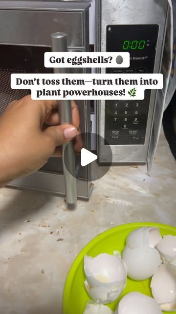 Asiya J on Instagram: "🌱 Turn your kitchen waste into plant treasure with this simple eggshell fertilizer hack! 🥚✨

👉👉 But first click on SAVE so you don’t lose the steps !! 

Here’s how I do it:

	1.	Save Your Eggshells: Throughout the week, I save my eggshells in a container. Once I’ve collected a good amount, it’s time to get them ready for the plants.
	2.	Microwave to Dry: To make sure the eggshells are clean and dry, I pop them in the microwave for about 2 minutes. This helps remove any moisture and makes them easier to crush. (Pro tip: You can also bake them in the oven at 200°F for 10 minutes!)
	3.	Blend to Powder: Once they’re dry, I toss the eggshells into a blender and grind them into a fine powder. You want it to be as fine as possible so the nutrients can be easily absorbed Eggshell Fertilizer, Kitchen Waste, Egg Shells, But First, The Oven, Container Gardening, Save Yourself, Oven, Let Me