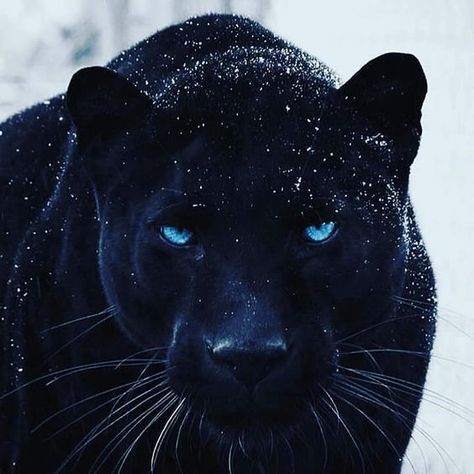 Hugo (Alessandro) ⚓️ on Twitter: "Panther and black panther #photos #animals #Panthers… " Wild Animals List, Night Story, Jaguar Animal, Black Panthers, Rare Animals, Majestic Animals, Wildlife Animals, Animal Planet, Animal Photo