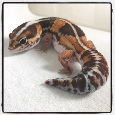 African Fat Tailed Gecko, Leopard Gecko Cute, Leopard Gecko Care, Fat Tailed Gecko, Cute Gecko, Cute Lizard, Leopard Geckos, Reptile Room, Cute Reptiles