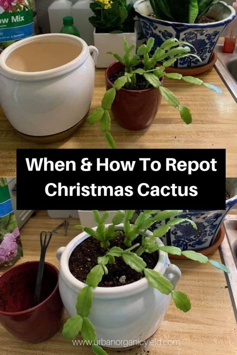 Repotting a Christmas cactus isn’t a difficult task, however, you might need to be gentle when transplanting older plants or plans that are root bound.  Learn All About Repotting Christmas Cactus I'll Also tell you why How And When To Do It, And The Best Soil Mix and correct pot size To Use when transplanting a christmas cactus! Xmas Cactus, Christmas Cactus Propagation, Hedge Witchcraft, Propagate Plants, Christmas Cactus Care, Christmas Cactus Plant, Cactus Christmas, Easter Cactus, Thanksgiving Cactus