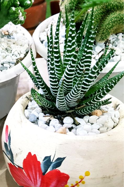 South African Succulents, Haworthia Zebra Plant, Succulent Plants Indoor, Zebra Cactus, Landscaping Succulents, Succulent Planting, Modern Decorations, Plant Watercolor, Indoor Cactus