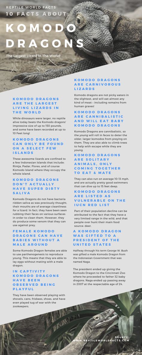 We've turned our popular article "Top 10 Komodo Dragon Facts - The Largest Living Lizard" Into an infographic for you to enjoy! Click the photo to go to the article and get more info, and more photos of these awesome monitor lizards!  #reptiles #lizards #animals #wildlife #nature #zoo #infographic #graphics #komodo #komododragon #facts Zoo Infographic, Komodo Dragon Art, Back To School Art Activity, Beaver Scouts, Dragon Facts, Facts Infographic, Animal Infographic, Rubrics For Projects, Large Lizards