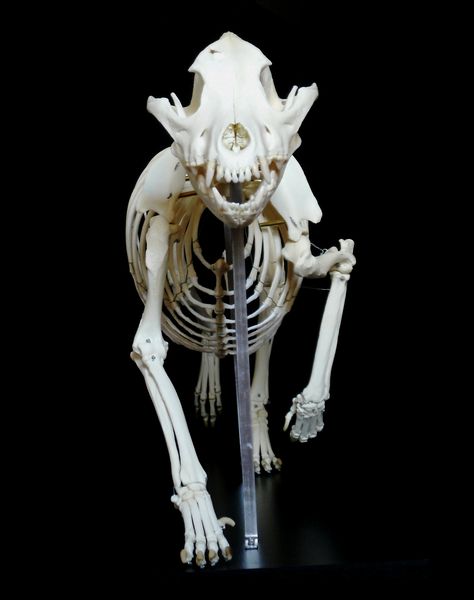 Canine Skeleton, Wolf Skeleton, Creature Anatomy, Dog Skull, Bat Animal, Anatomy Bones, Dog Anatomy, Dog Skeleton, Animal Skeletons