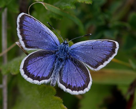 Male Silver-studded Blue. Photo by Ken Dolbear. Holly Blue, Gossamer Wings, Beautiful Wings, Art Assignments, Tattoo Zeichnungen, Cool Bugs, British Wildlife, Garden Images, Wildlife Gardening