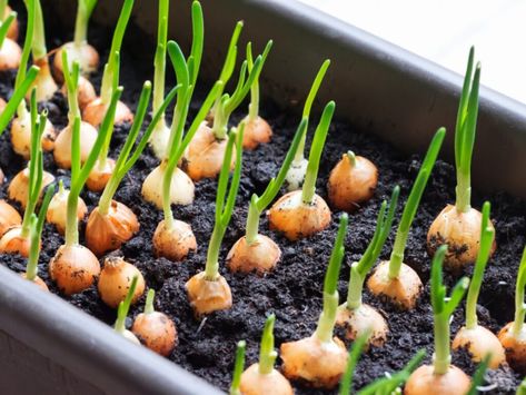 Onion Seed Starting - How To Grow Onions From Seeds Planting Onion Sets, Sprouting Potatoes, Growing Onions From Seed, Winter Root Vegetables, Grow Onions, Growing Onions, Growing Carrots, Onion Bulbs, Planting Onions