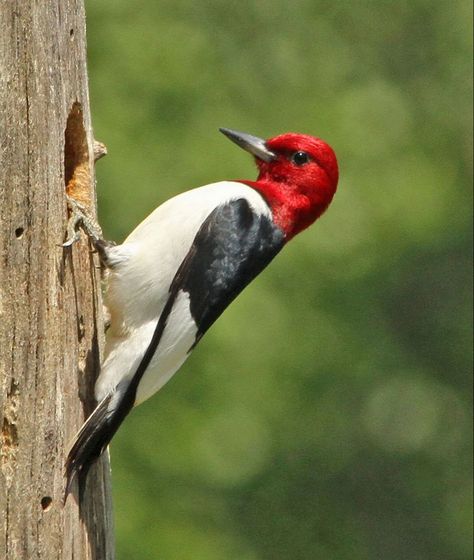 Red Headed Woodpecker, Woodpecker Art, Social Media Summer, Pic Pic, Woodpeckers, Farm Style, Red Head, Watercolor Bird, Cute Birds